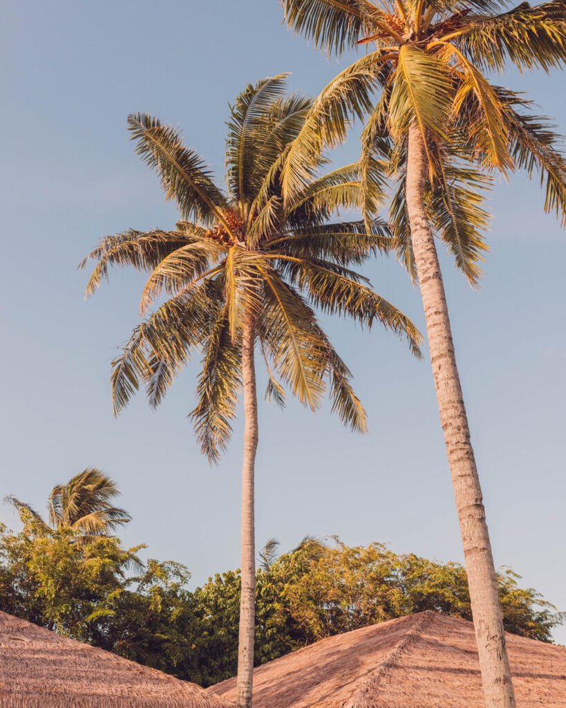 Maldives-palm-tree